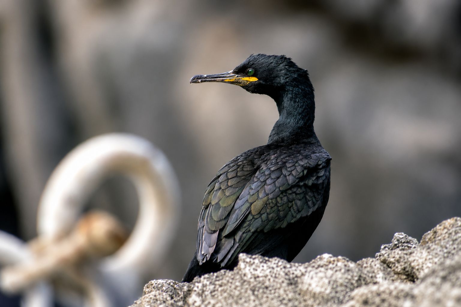Cormorão de Olho Verde