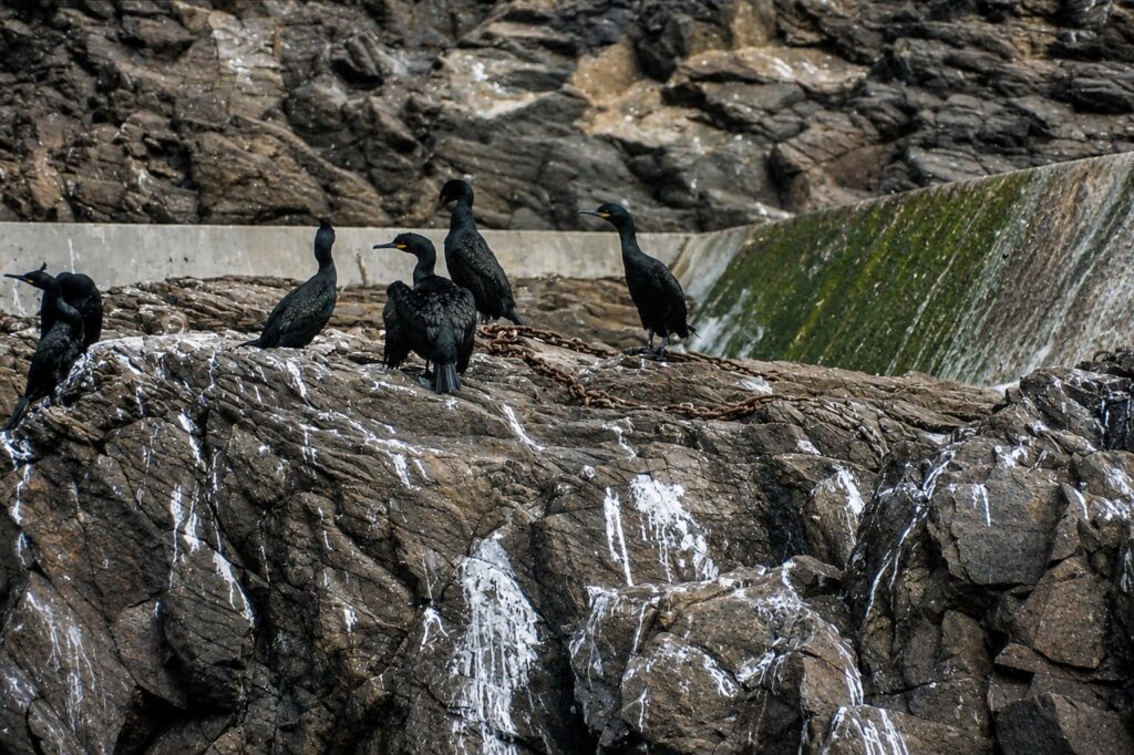 Aves-marinhas nas rochas costeiras