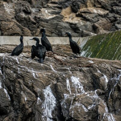 Aves-marinhas nas rochas costeiras