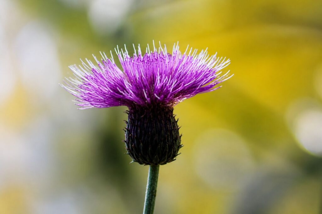 Cardo roxo em macro