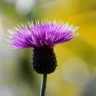 Cardo roxo em macro