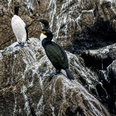 Cormorões nas falésias costeiras