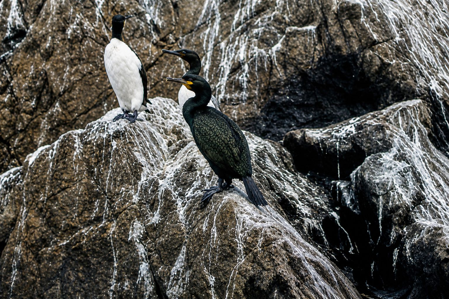 Cormorões nas falésias costeiras