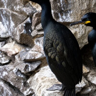 Cormorões na Falésia Rochosa