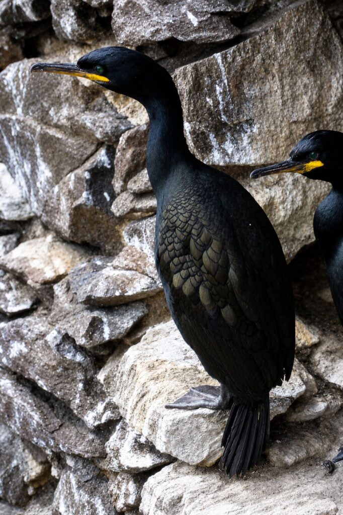 Cormorões na Falésia Rochosa