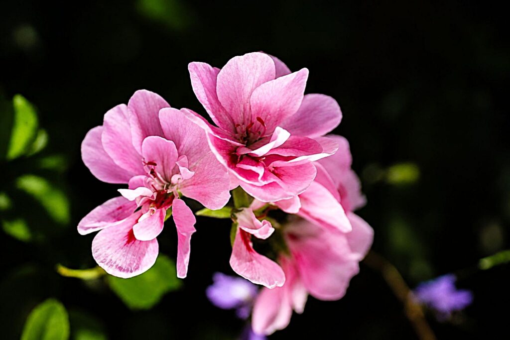 Flores cor-de-rosa em destaque
