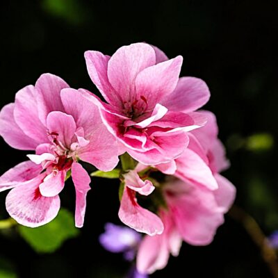 Flores cor-de-rosa em destaque