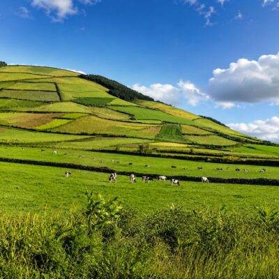 Pastagens Verdes com Vacas e Colinas