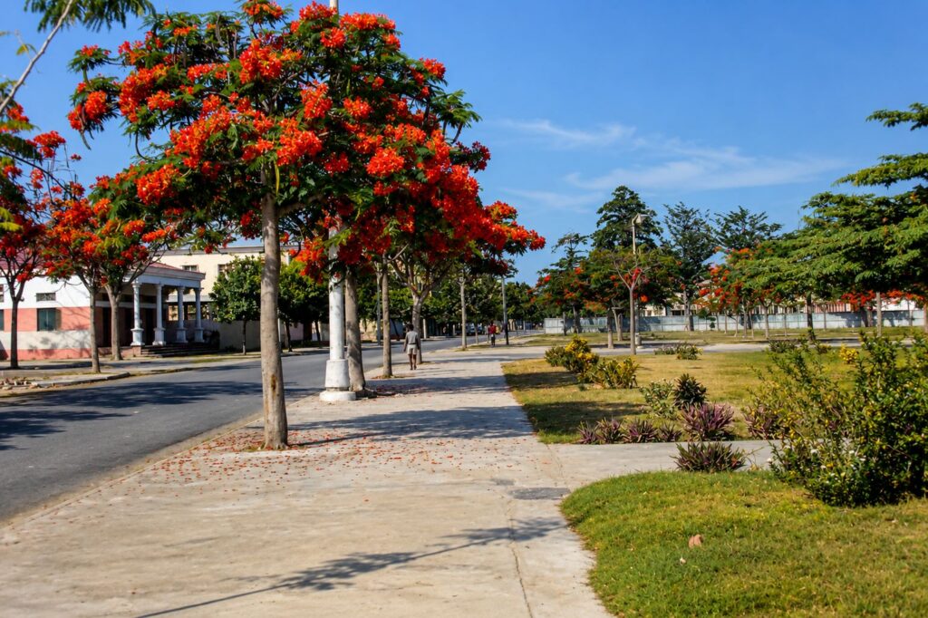 Passeio Florida sob Árvore Vermelha