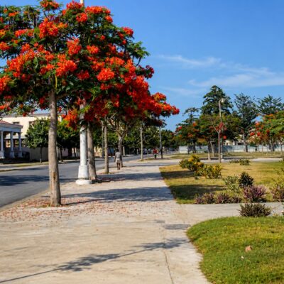 Passeio Florida sob Árvore Vermelha